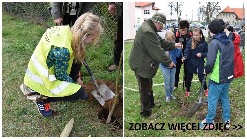 Klony, jarzębiny, lipy - posadzili 70 drzew w gminie Lubicz [zdjęcia]