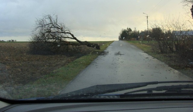 Droga w gminie Iłża. Podmuch wiatru powalił drzewo.