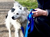 Psy do adopcji ze schroniska w Sosnowcu są inteligentne i kochające