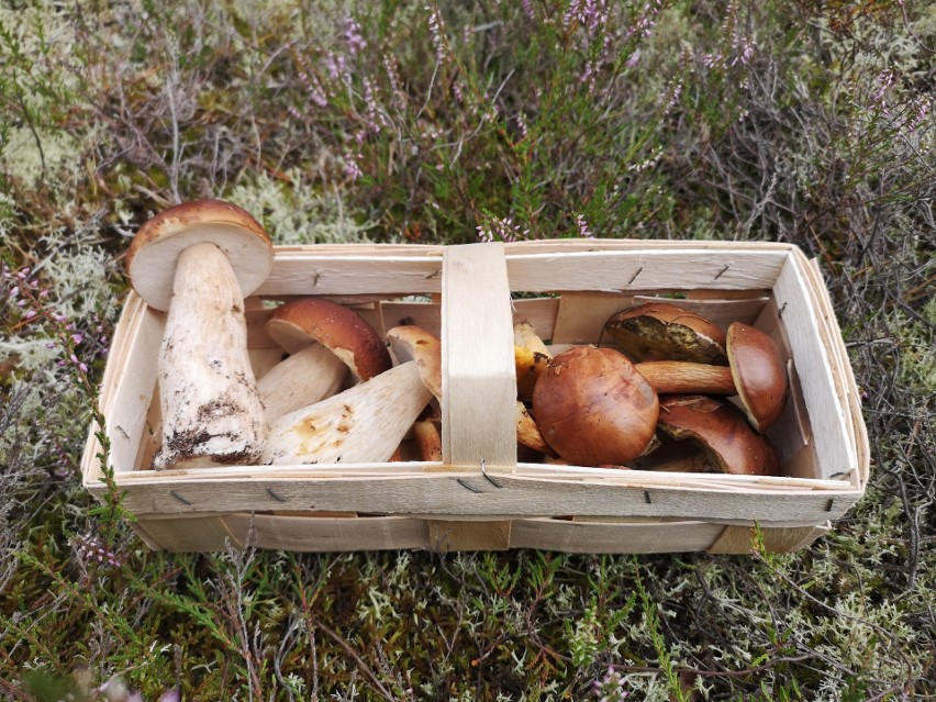 Niektóre gatunki grzybów można znaleźć tylko pod wybranymi...