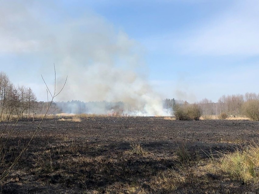 Pożar traw w Chotowie.