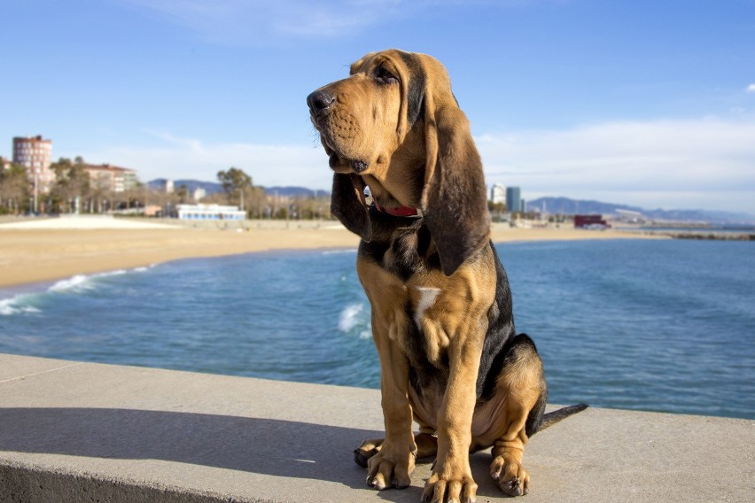 Bloodhound to rasa, która jest wykorzystywana w służbach...