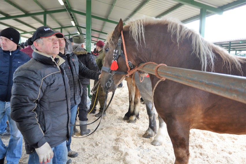 Wstępy 2019 w Skaryszewie. Targi Końskie odbywają się już po...