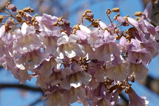 Paulownia omszona ma przepiękne kwiaty, które pojawiają się w maju.