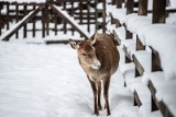 Zima w białostockim ZOO. Jak z obecną pogodą radzą sobie jego mieszkańcy? (zdjęcia)                            