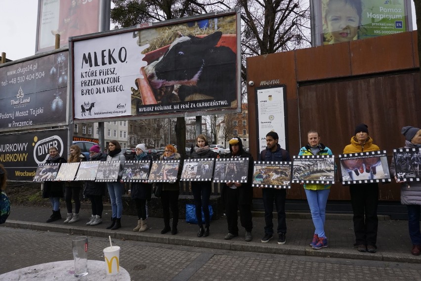 - Przeciętny okres użytkowania krowy mlecznej w Polsce...