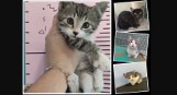8 sierpnia - Międzynarodowy Dzień Kota. Te śliczne kociaki szukają swoich nowych rodziny. Podaruj im dom