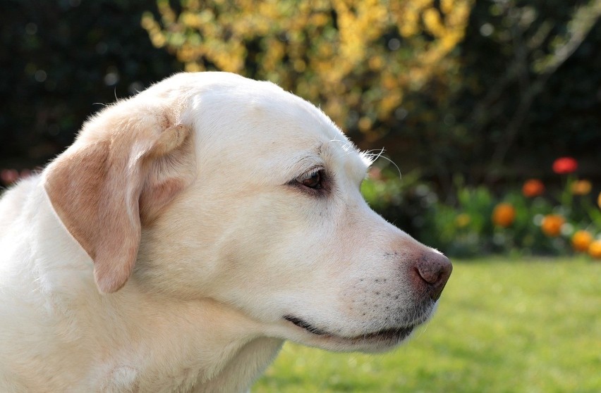 Labrador retriever to przyjacielski i opiekuńczy pies, więc...