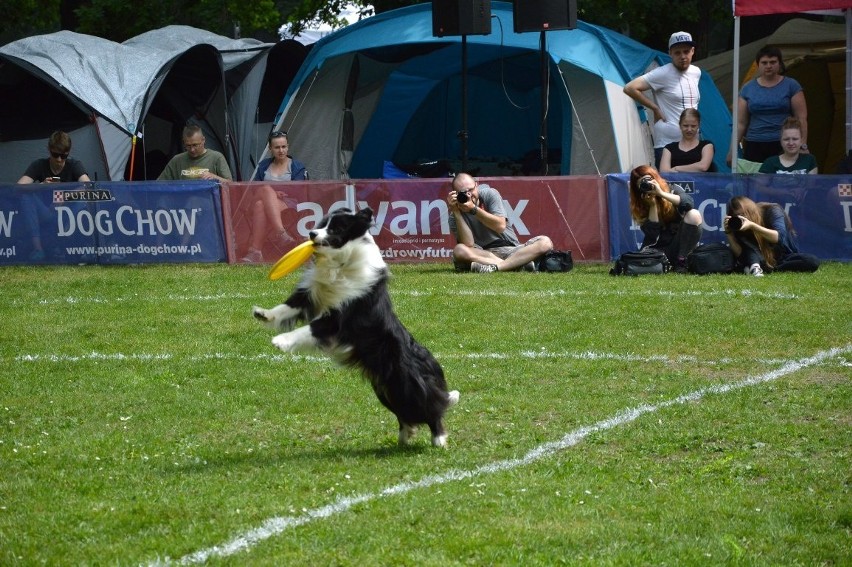 Zawody dogfrisbee czyli Dog Chow Disc Cup 2016 w parku...