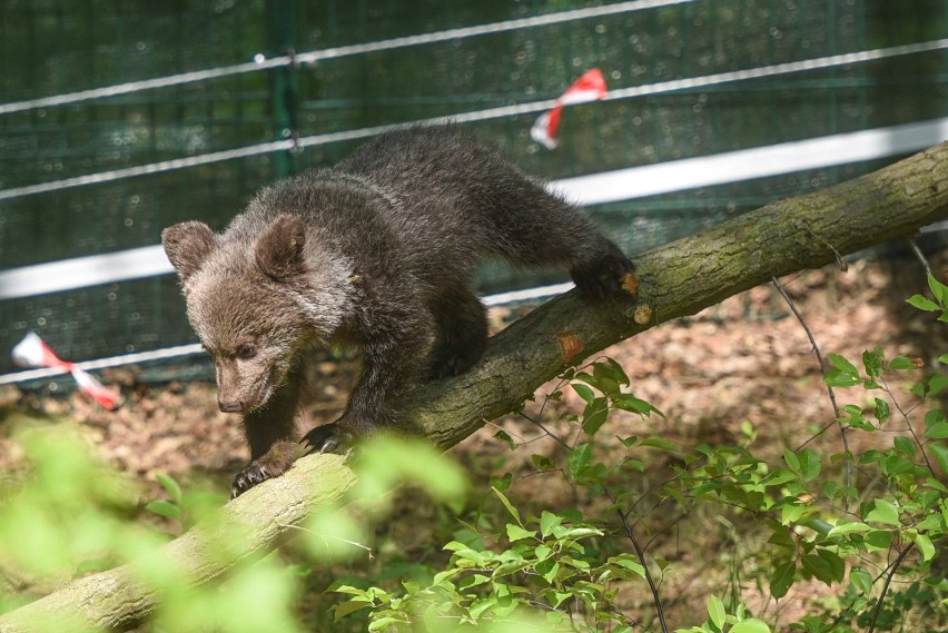 Zoo może mieć problemy m.in. przez niedźwiedzicę Cisnę i...