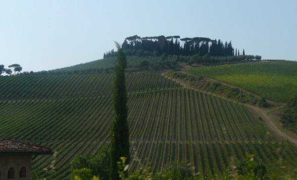 Krzewy winne w Chianti pokrywają niemal każde z tysięcy...