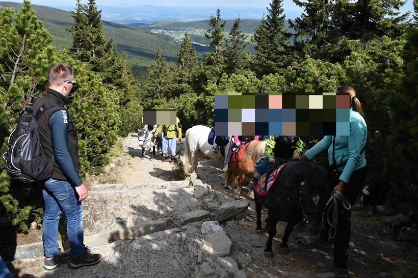 Turyści wybrali się na kucykach na Śnieżkę [ZOBACZ]