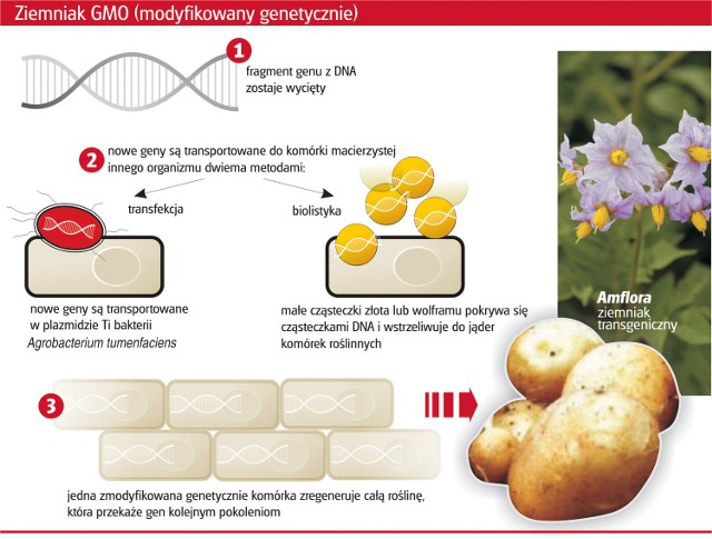 info_ziemniak_gmo.jpg