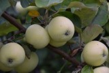 Zarzuty UOKiK wobec spółki skupującej owoce od rolników
