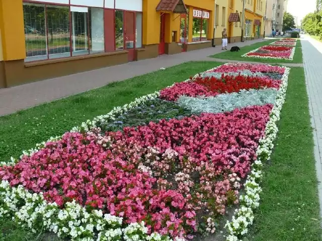 Barwny kobierzec z kwiatów przy ulicy Popiełuszki.