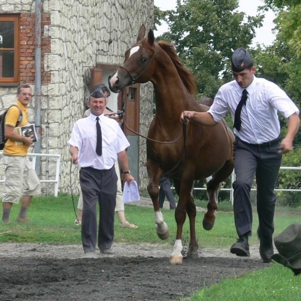 We wtorek w Michałowie po raz ostatni w Polsce zaprezentowana został Kwestura - najdrożej sprzedany koń w dziejach polskiej hodowli.