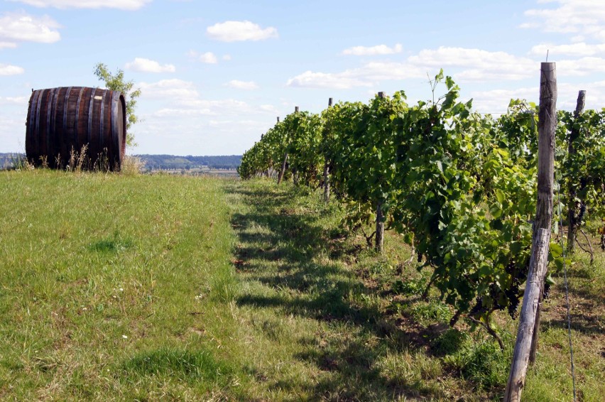 Uprawy winorośli na Kujawach i Pomorzu były zwłaszcza w...