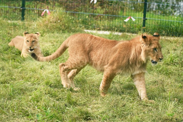 Odebrana z cyrku trzymiesięczna Kizia trafiła do poznańskiego zoo w kwietniu, a później dołączył do niej Leoś. Lwiątka odebrano w 2017 r. z pseudohodowli w Rybniku.