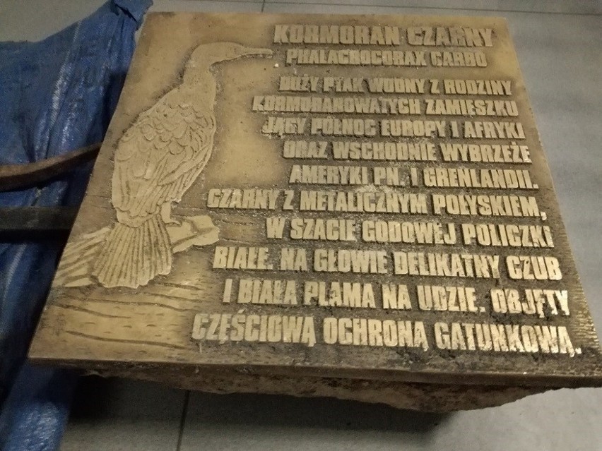 Kradzieże nad Miedwiem. Wydłubał kormorana, dzika i szczupaka 