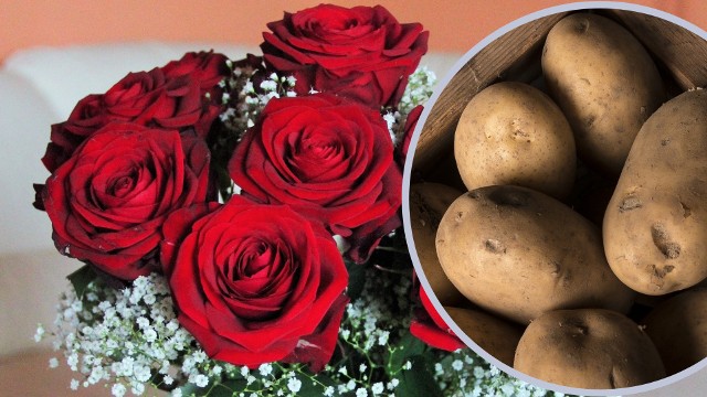 Czy wystarczy kilka ziemniaków i bukiet róż, by wyhodować krzewy róż? Ta metoda jest zachwalana, ale nieskuteczna.