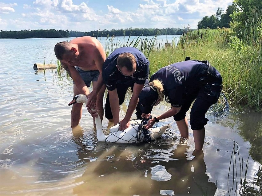 Policjanci z Bytowa ratowali łabędzia, który zaplątał się w żyłkę wędkarską [zdjęcia]