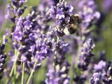 Na ratunek pszczołom wyszkolą w Łodzi nowych pszczelarzy. W mieście stanie 20 profesjonalnych uli dla rojów pożytecznych pszczół