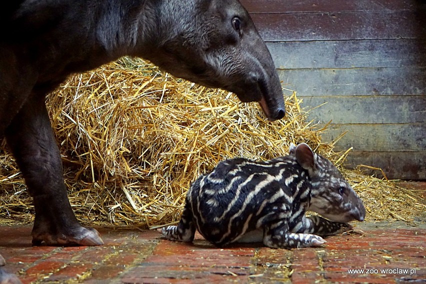 Tapir anta