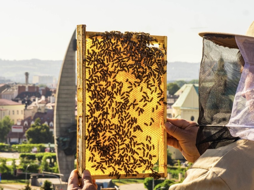 Bank Pszczeli odbuduje pasiekę pszczelarza, którego ule...