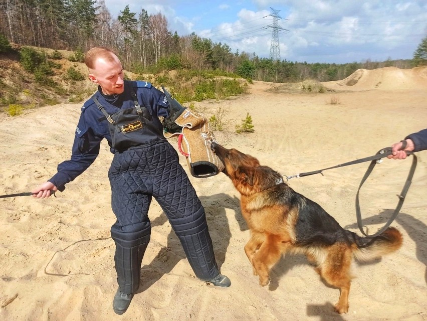 Szkolenie psów