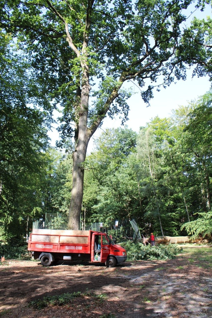 O krok od tragedii, drzewo spadło na boisko rekreacyjne na koszalińskim Rokosowie