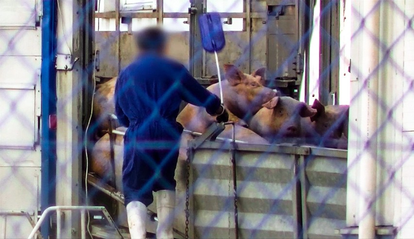 Kopali, zrzucali i szarpali zwierzęta w rzeźni, odpowiedzą przed sądem (wideo, zdjęcia)