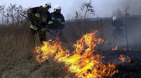 Strażacy gasili ponad 20 pożarów traw