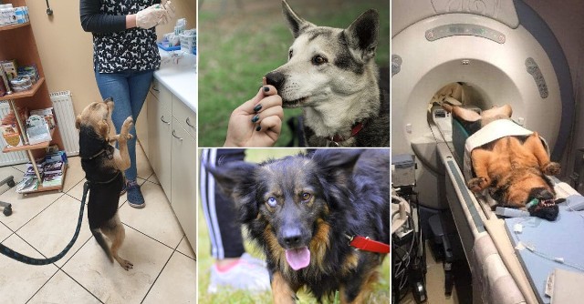 TOZ w Szczecinie apeluje o adopcje psów. Tych  8 psiaków pilnie poszukuje domów. W galerii przeczytacie wszystkie szczegóły o danym psie - >>>