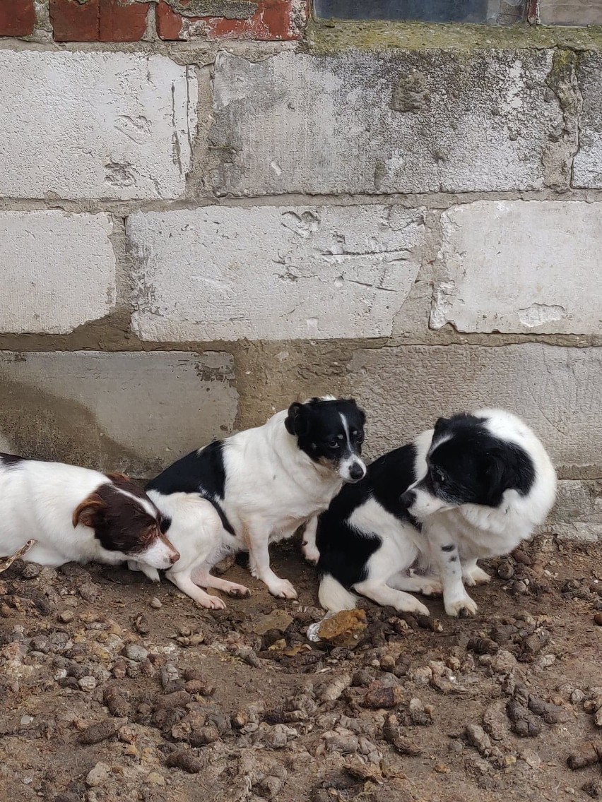 OTOZ Animals z Kwidzyna błagają o pomoc i dom dla uratowanych psiaków z interwencji w gminie Sadlinki. Zdjęcia