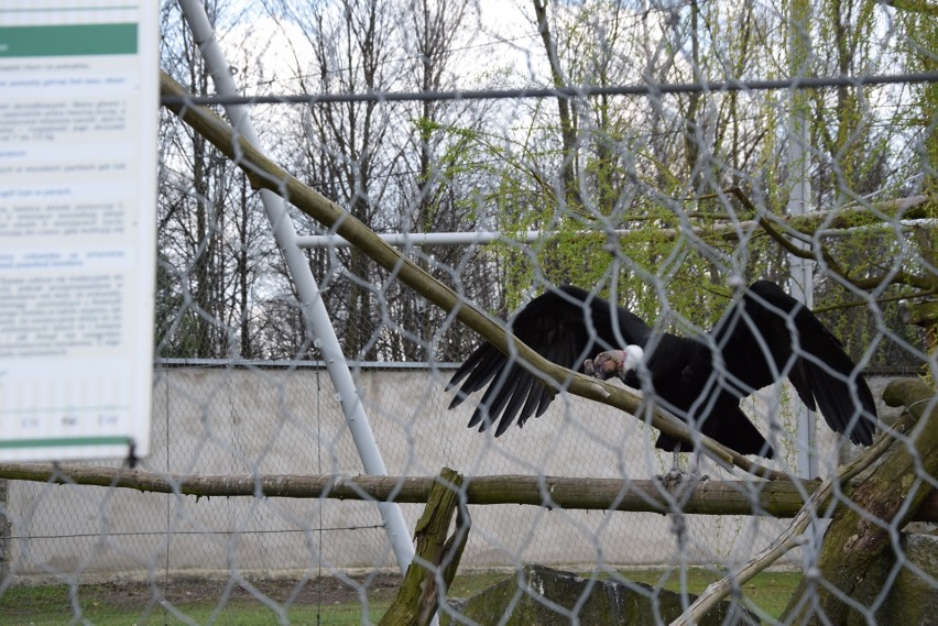 W śląskim zoo nie zobaczymy już kondora wielkiego. Baltazar,...