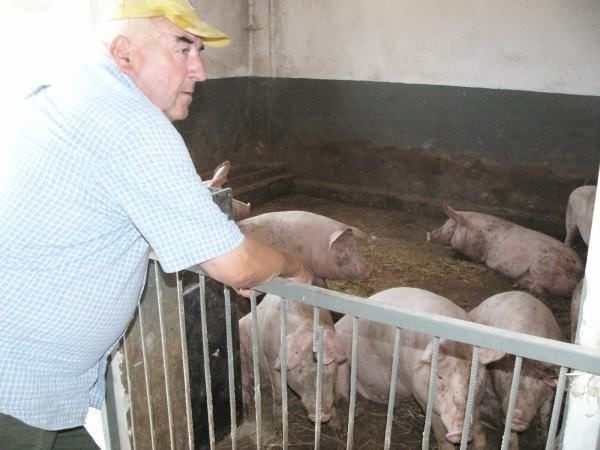 Gawronowie hodują też 50 świń, które potrzebują zjeść paszy...