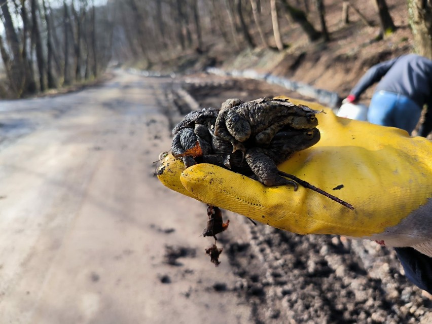 Przenoszą żaby, żeby nie ginęły na drodze. W Dolinie Będkowskiej trwa akcja "Płazom ujdzie płazem"