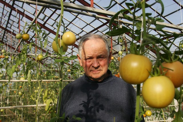 Adam Hawrysz hoduje czekoladową odmianę pomidorów lub też pomidory o kształcie... bananów