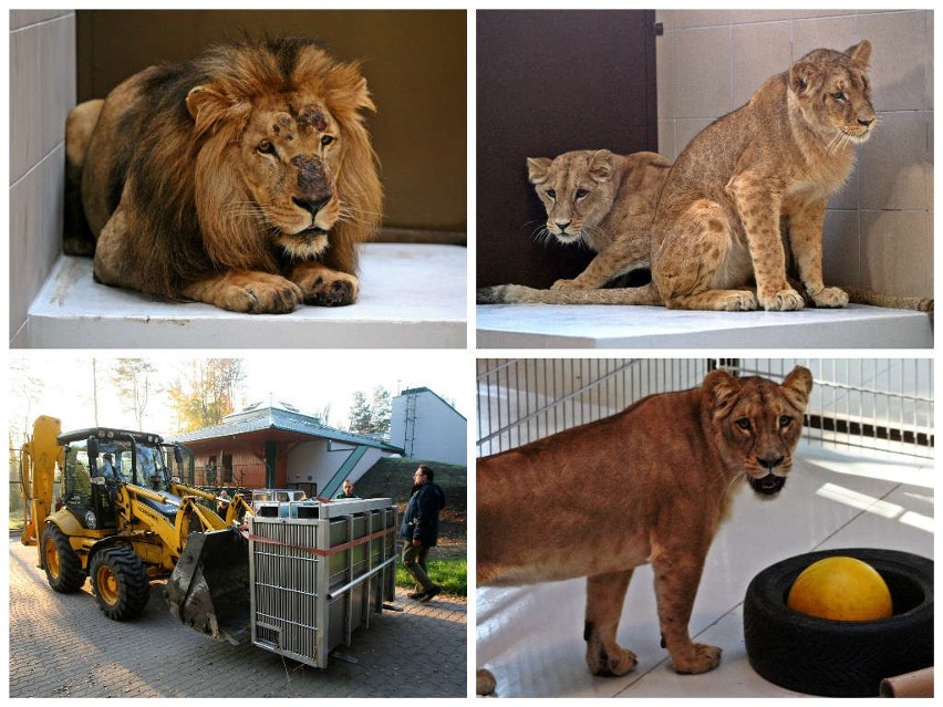 Lwy przyjechały do gdańskiego zoo w niedzielę nad ranem