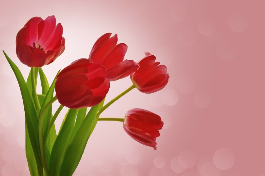 Tulipany -  wręczając go wyrażamy głównie pozytywne uczucia....