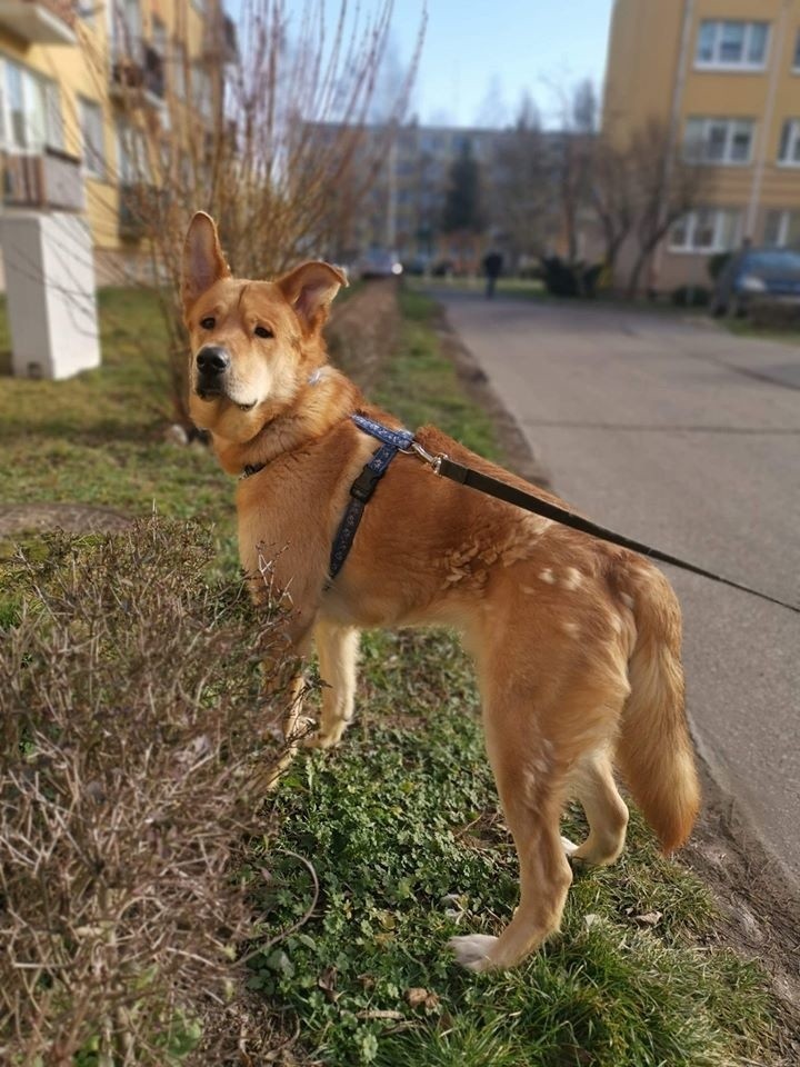 Pies Szagi, który nigdy nie był na spacerze, znów ma problemy - tym razem chodzi o kręgosłup