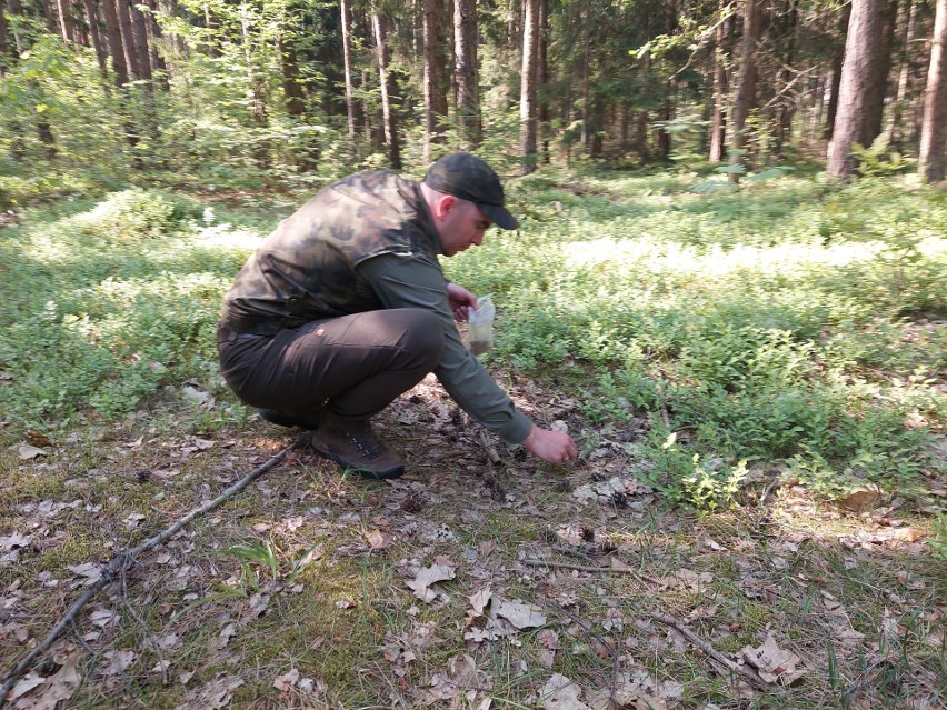 Proces badania wilgotności ściółki.