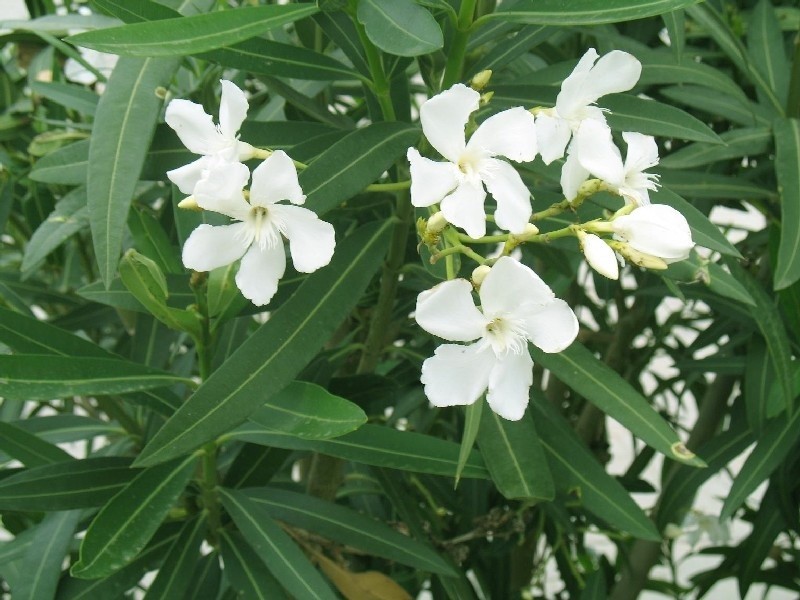 Oleander...