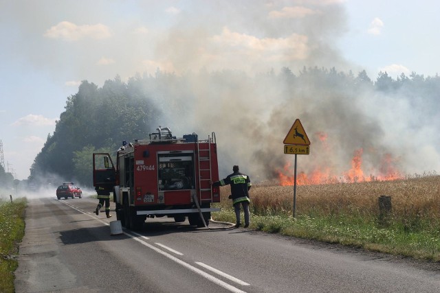 Strażacy gasili też płonące zboże na polu koło Wachowa w powiecie oleskim.