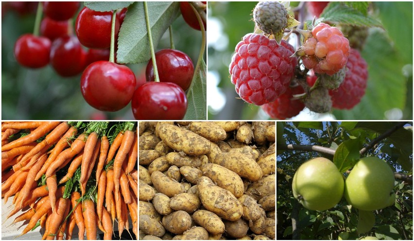 Na Kujawach i Pomorzu rośnie produkcja warzyw i owoców. Jakich najwięcej?