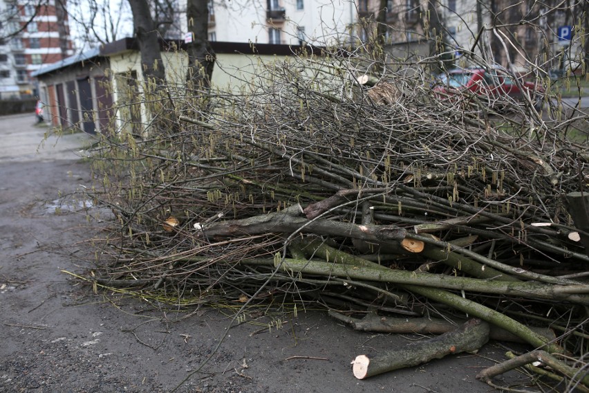 Wycięte drzewa przy ulicy Kantora w Krakowie