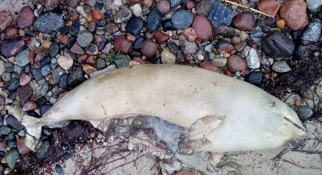 Martwy morświn na plaży w Mechelinkach