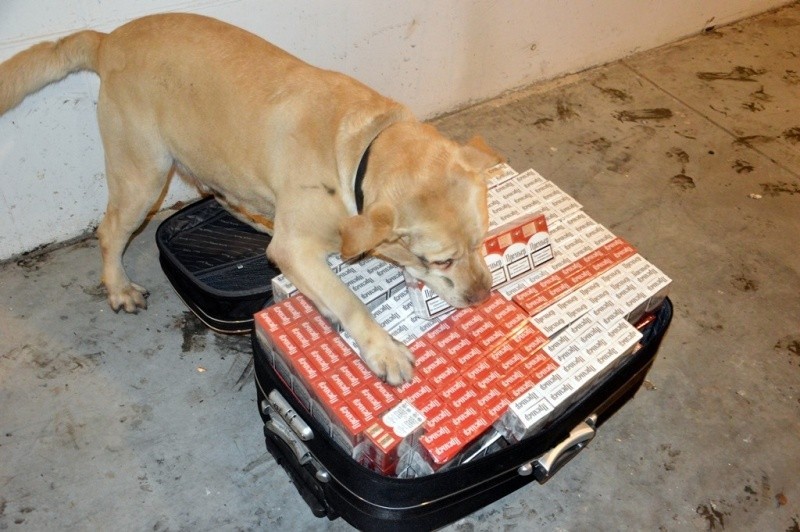 Pies labrador złapał przemytników. Wywąchał nielegalne papierosy (zdjęcia)