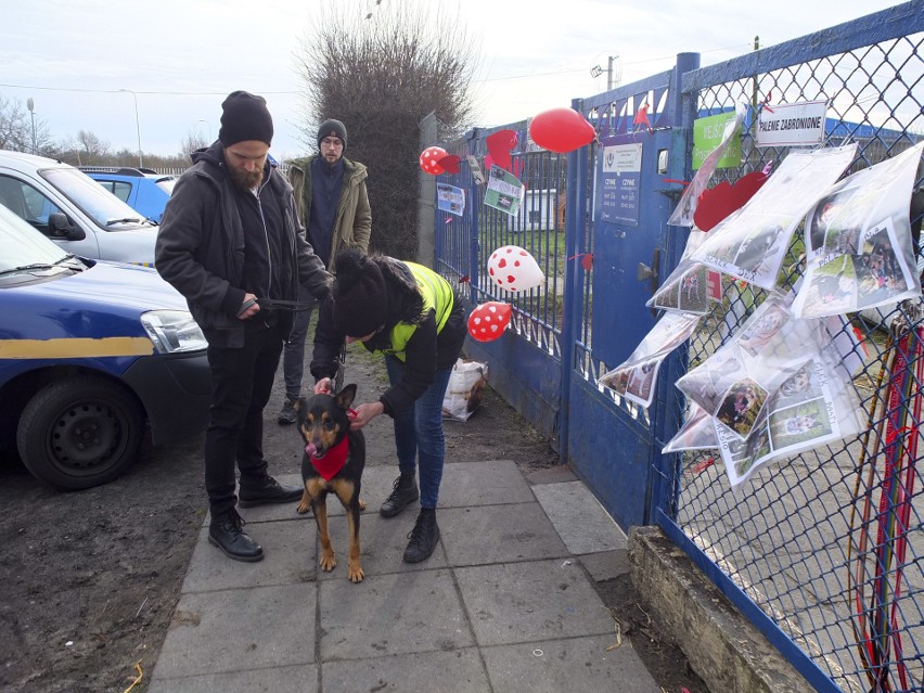 Walentynkowy spacer z bezdomnymi psami [zdjęcia]