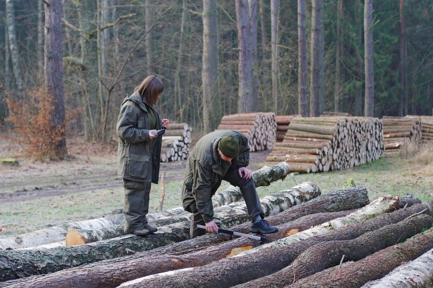 Jak wyglądają nowe zasady sprzedaży drewna?